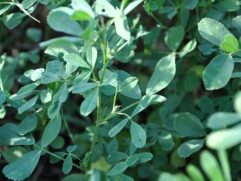Bulk Alfalfa Herbs for Sale