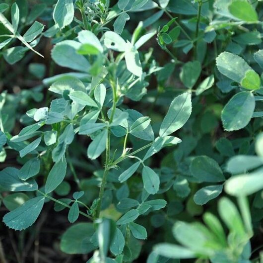 Bulk Alfalfa Herbs for Sale