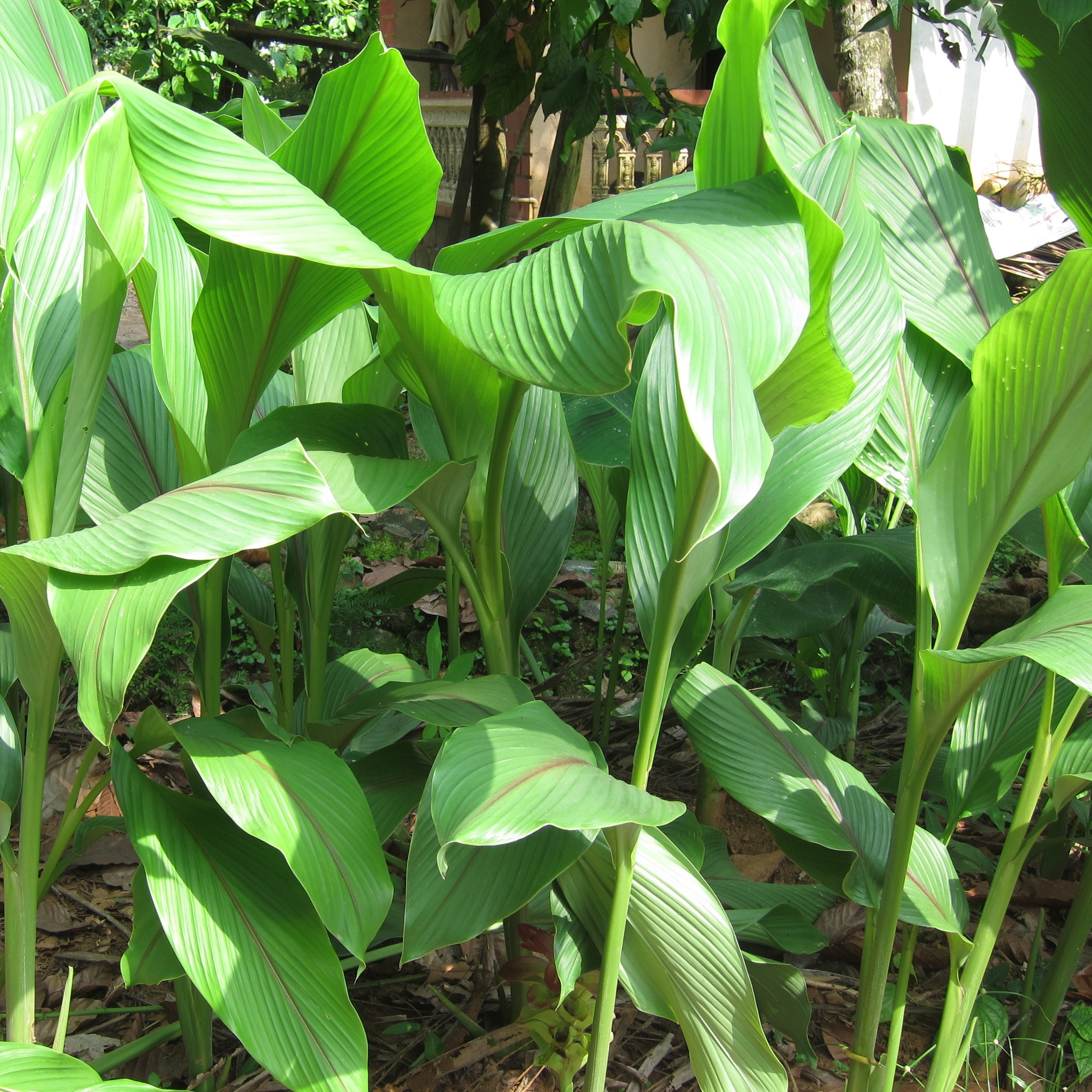 arrowroot-powder