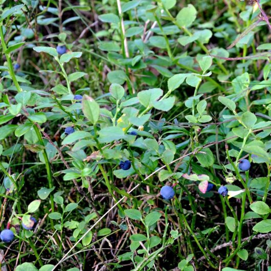 Bilberry Fruit Berries for Sale