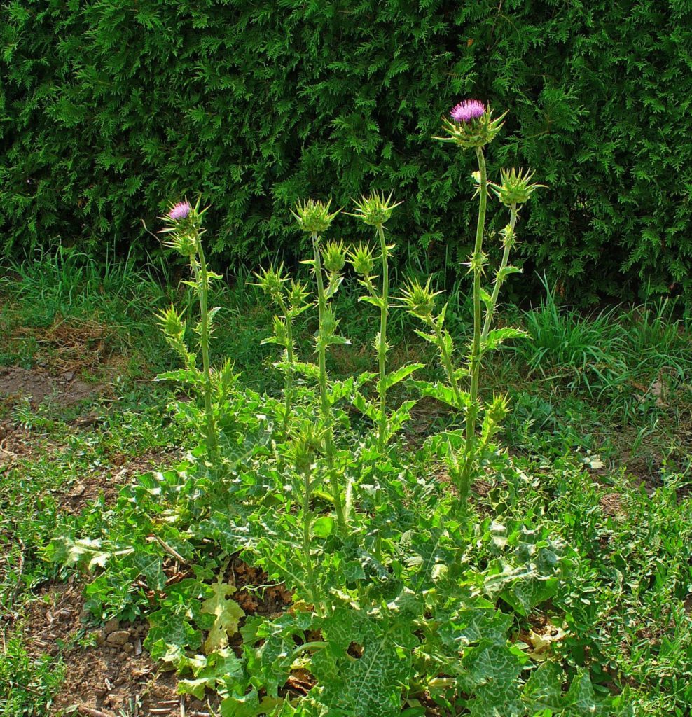 Blessed thistle teso где найти