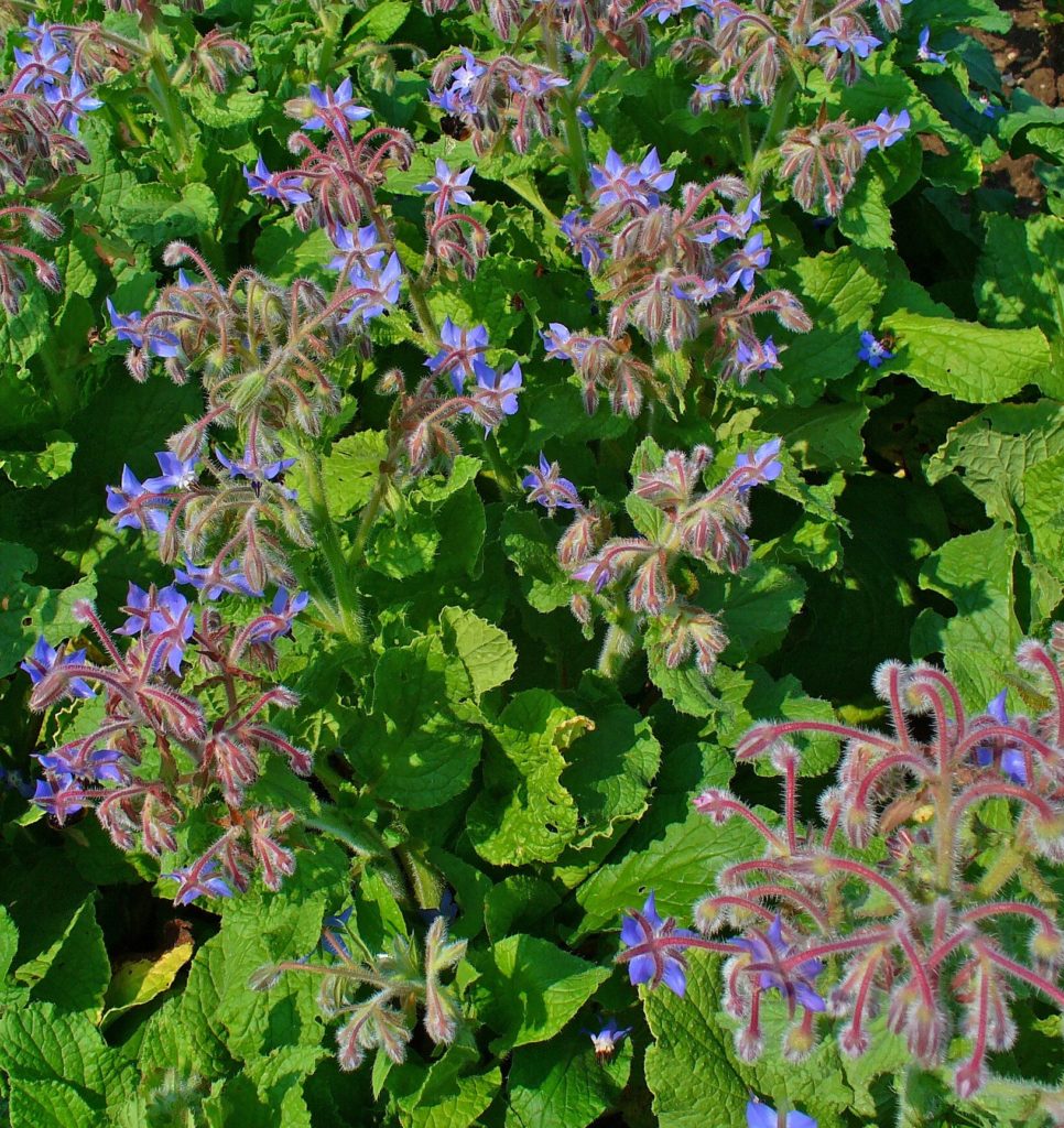 Borage Leaf Flakes c/s - lb - BulkHerbsandSpice.Com