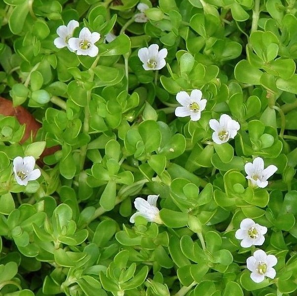 Bacopa Monnieri Review Of Benefits Effects Dosage And