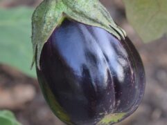 Eggplant Garden Seeds