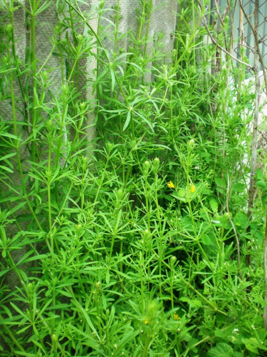 Bulk Cleaver Herb for Sale