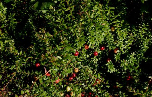 Natural Cranberry Bush