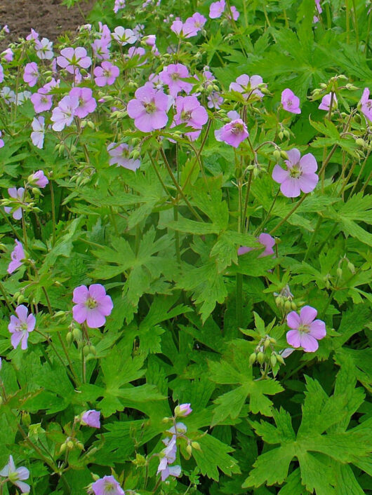 Cransbill Roots for Sale