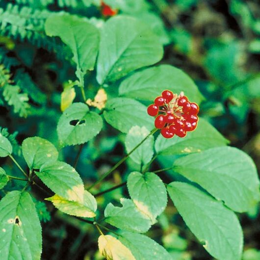 Bulk Ginseng Root for Sale