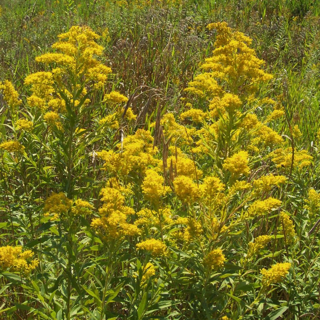 Goldenrod Herb Flakes c/s - lb