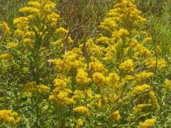 Goldenrod Herb for Sale in Bulk