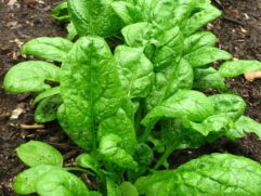 Heirloom Spinach Seeds for Sale