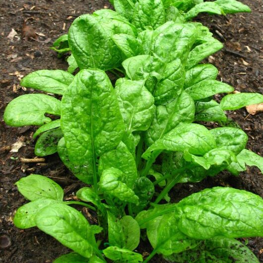 Heirloom Spinach Seeds for Sale
