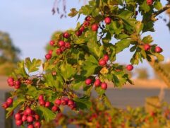 Bulk Hawthorn Berries for Sale
