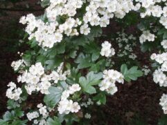 Hawthorn Flowers for Blood Pressure