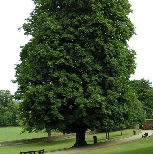 Horse Chestnut Powder - lb