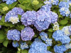 Hydrangea Root for Sale