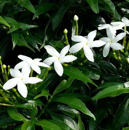 Jasmine Flowers, Whole