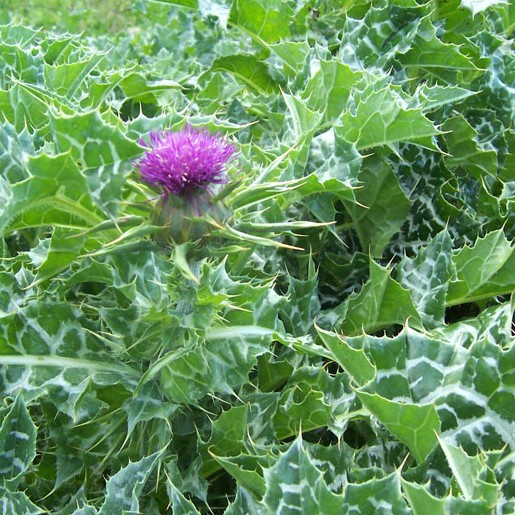 Bulk Milk Thistle Seed Powder lb - OUT OF STOCK - BulkHerbsandSpice.Com