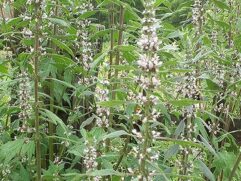 Motherwort Herb for Sale in Bulk