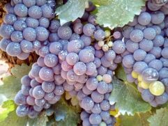 Oregon Grape Root for Sale