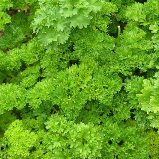 Bulk Parsley Herbs for Sale