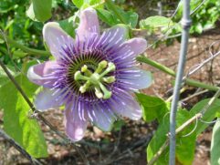 Passion Flowers for Sale in Bulk