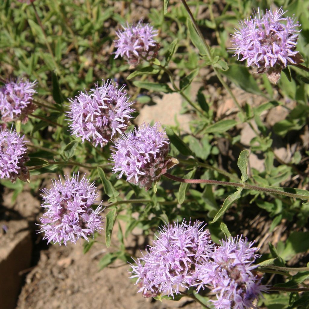 Pennyroyal Herb Flakes c/s - lb