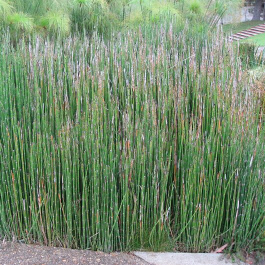 Bulk Shavegrass Horse Tail