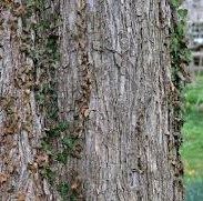 Slippery Elm Tree Bark