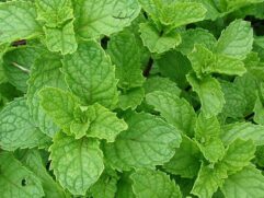 Spearmint Leaves for Sale