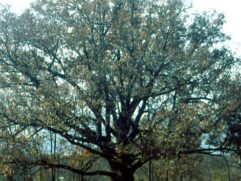 White Oak Tree Bark