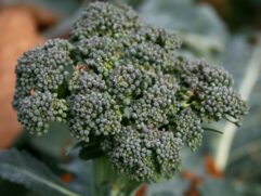 Broccoli Garden Seeds