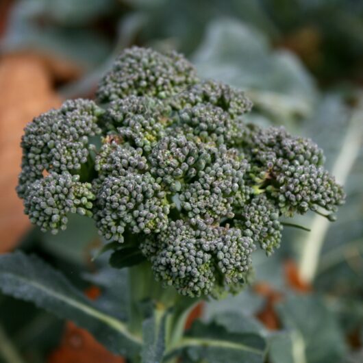 Broccoli Garden Seeds