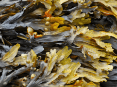 Bladderwrack Seaweed Bulk