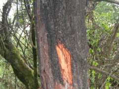 Pygeum Bark Tree