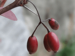 Bulk Schizandra Berries