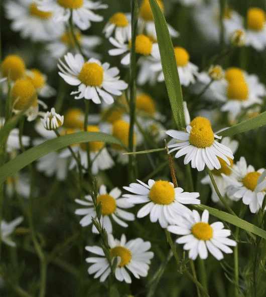 Chamomile by the pound