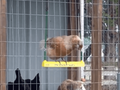 Chicken Swing – This is too Cute!