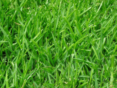 Grass Seeds