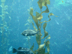 Kelp Seaweed Bulk