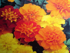 Marigold Flower Seeds