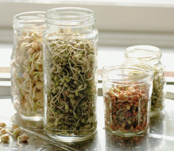 Sprouting Seeds & How to Grow Your Own Healthy Sprouts